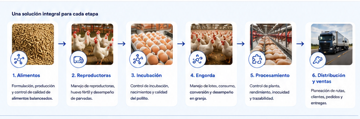 Cadena avícola: alimentos, reproductoras, incubación, engorda, procesamiento, distribución y ventas